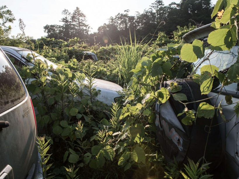 EXCLUSIVE. SPECIAL FEES APPLY . MANDATORY CREDIT: Arkadiusz Podniesinski/REX Shutterstock Mandatory Credit: Photo by Arkadiusz Podniesinski/REX Shutterstock (5224634dj) Car bumpers begin to become covered with weeds Fukushima, Japan - Sep 2015 FULL COPY: http://www.rexfeatures.com/nanolink/r7ku MINIMUM USE FEE A photographer has taken stunning and revealing pictures of the exclusion zone from the 2011 Fukushima Nuclear Disaster. Within a 20km radius the radioactive exclusion zone demonstrates the dangerous nature of nuclear energy. A network of abandoned towns and villages that once housed hundreds of thousands of people, the exclusion zone of the largest nuclear accident since Chernobyl is eerie and frightening. /EXCL_Rex_Fukushima_19/EXCLUSIVE. SPECIAL FEES APPLY . MANDATORY CREDIT: Arkadiusz Podniesinski/REX Shutterstock/1510071803