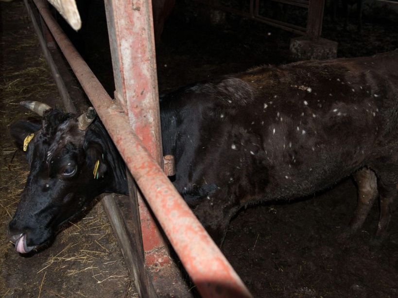 EXCLUSIVE. SPECIAL FEES APPLY . MANDATORY CREDIT: Arkadiusz Podniesinski/REX Shutterstock Mandatory Credit: Photo by Arkadiusz Podniesinski/REX Shutterstock (5224634z) Not long after the accident cows started to get mysterious white spots on their skin. A farm owner suspects that this is due to the cows eating contaminated grass. He is trying to publicise the case, he is in contact with the media, and protests in front of the Japanese parliament, even taking one of his cows. Unfortunately, apart from financial support and regular testing of the cows? blood, there is no one who is willing to finance more extensive tests. Fukushima, Japan - Sep 2015 FULL COPY: http://www.rexfeatures.com/nanolink/r7ku MINIMUM USE FEE A photographer has taken stunning and revealing pictures of the exclusion zone from the 2011 Fukushima Nuclear Disaster. Within a 20km radius the radioactive exclusion zone demonstrates the dangerous nature of nuclear energy. A network of abandoned towns and villages that once housed hundreds of thousands of people, the exclusion zone of the largest nuclear accident since Chernobyl is eerie and frightening. /EXCL_Rex_Fukushima_25/EXCLUSIVE. SPECIAL FEES APPLY . MANDATORY CREDIT: Arkadiusz Podniesinski/REX Shutterstock/1510071756